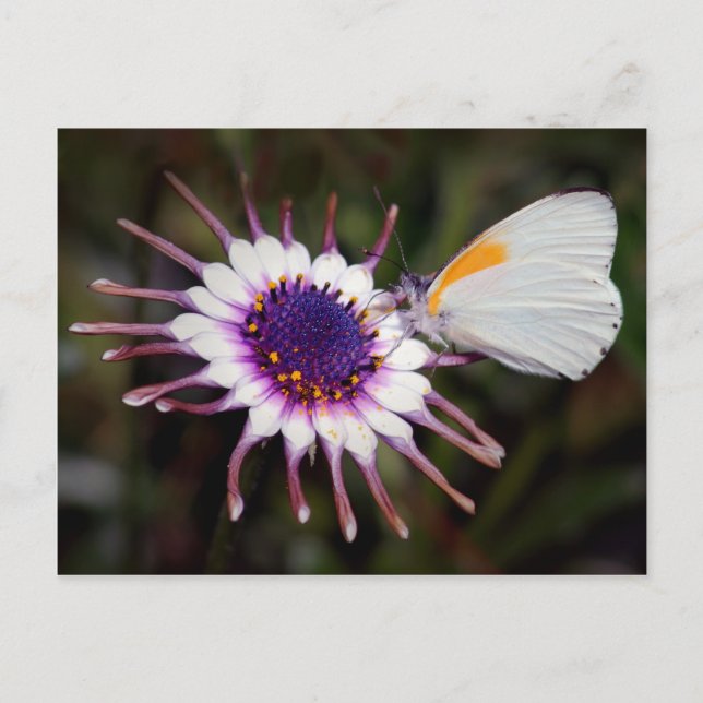 Postal Regalos de mariposa (Anverso)
