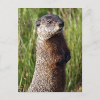 Postal Regalos de marmota amarilla