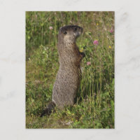 Regalos de marmota amarilla