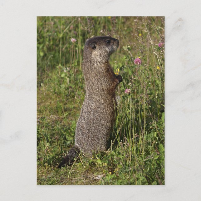 Postal Regalos de marmota amarilla (Anverso)
