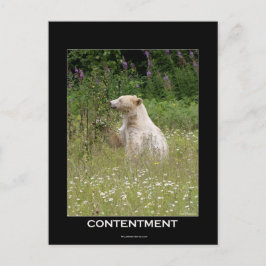 Postal Regalos de oso espiritual
