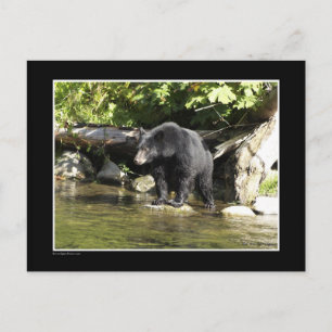 Postal Regalos de oso negro "Salmon Spotting"