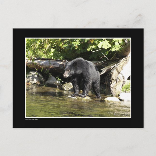 Postal Regalos de oso negro "Salmon Spotting" (Anverso)