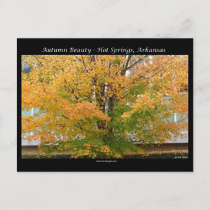 Postal Regalos de ropa de Autumn Beauty Hot Springs, Arka