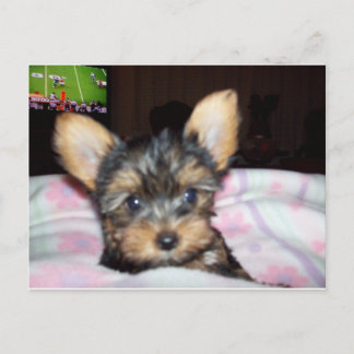 Postal Regalos de Yorkie Puppy Dog Lover