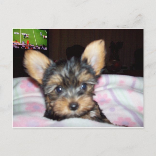 Postal Regalos de Yorkie Puppy Dog Lover (Anverso)