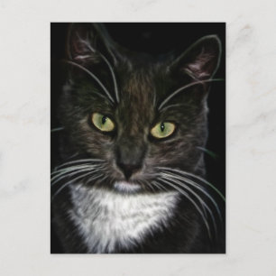 Postal Regalos Destinados De Un Gato Gato Gato Gato Gato 