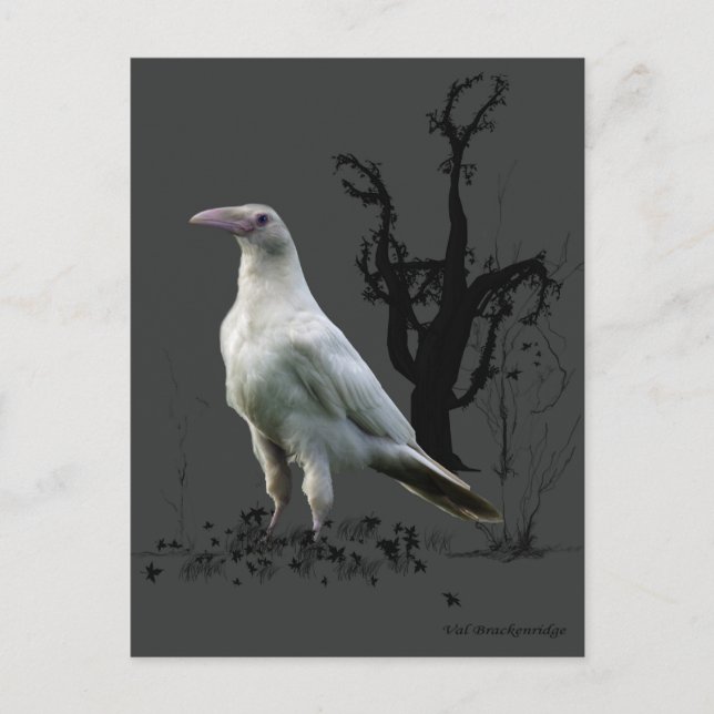 Postal Regalos "Raven Blanco Raras" (Anverso)