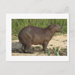 Postal Regalos y anteojos de Capibara de personalizable -