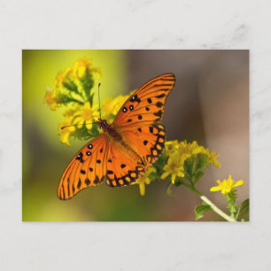 Postal Regalos y Ropa de Mariposa del Golfo Fritillary