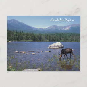 Postal Región de Katahdin, Maine Moose