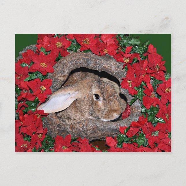 Postal Registro de yuanes de conejo (Anverso)