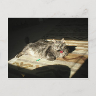 Postal Regla de Guay Cats