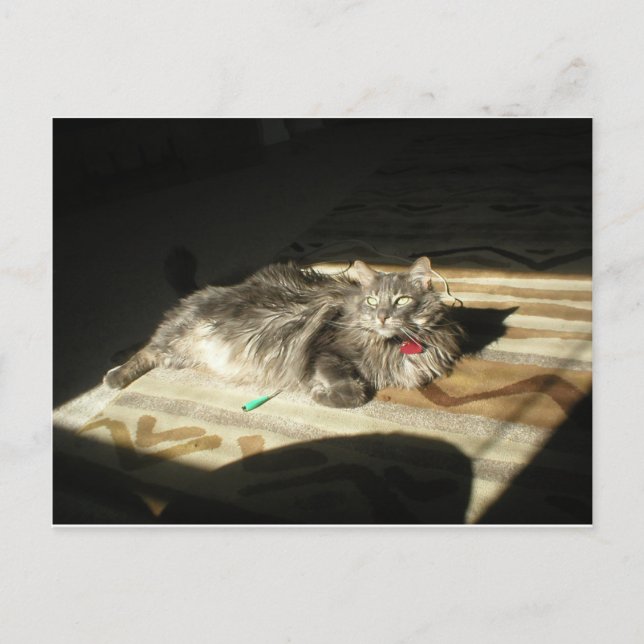 Postal Regla de Guay Cats (Anverso)