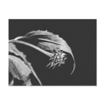 Reimpresión de foto de flor marchita gótica