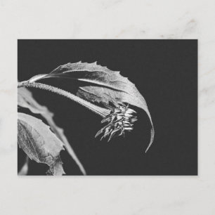 Postal Reimpresión de foto de flor marchita gótica