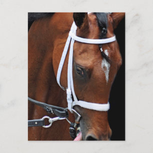 Postal Reina de gatitos por la alegría de gatitos