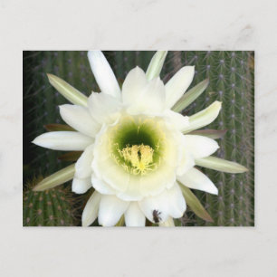 Postal Reina De La Flor De Cactus Nocturna, Región De Kar