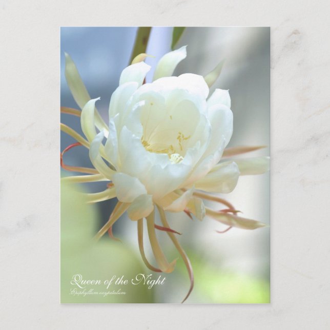 Postal Reina de la noche :postal (Anverso)