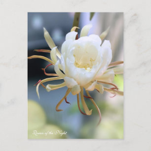 Postal Reina de la noche :postal