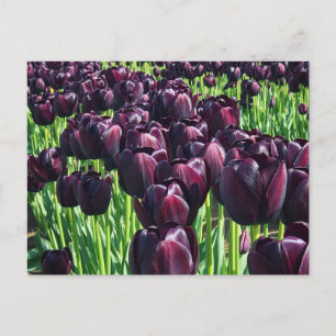 Postal Reina de los tulipanes de la noche