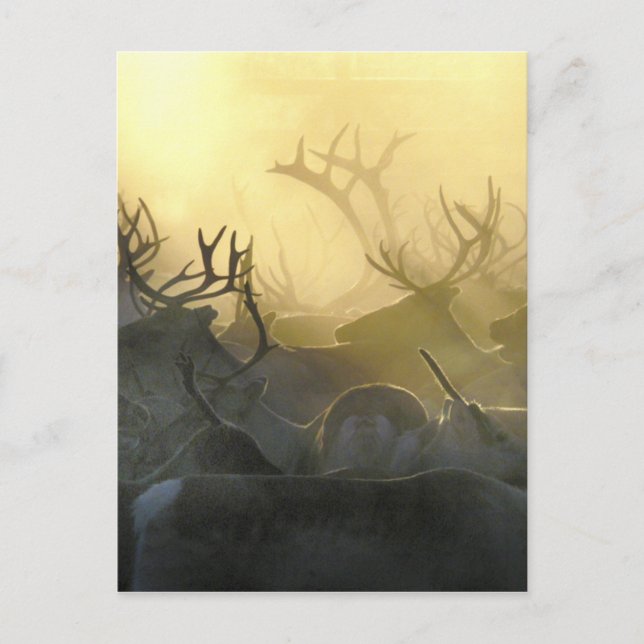 Postal Reindeer Herd (Anverso)
