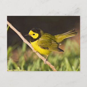 Postal Reinita Cabecinegra (Wilsonia citrina)