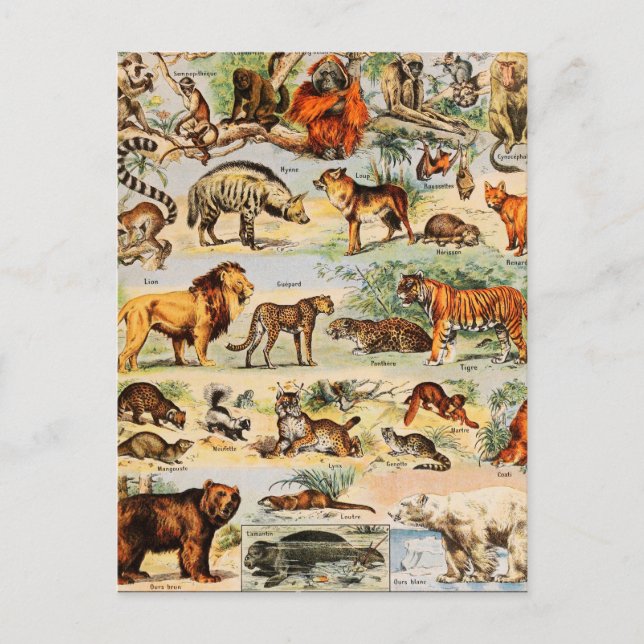 Postal Reino de los Mamíferos (Anverso)