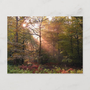 Postal Reino Unido. Bosque de Dean. Rayo de sol que penet