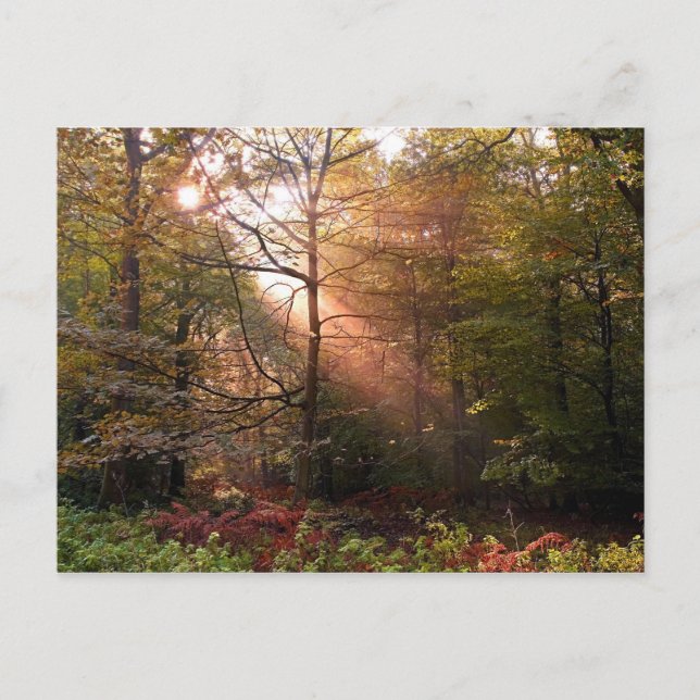 Postal Reino Unido. Bosque de Dean. Rayo de sol que penet (Anverso)