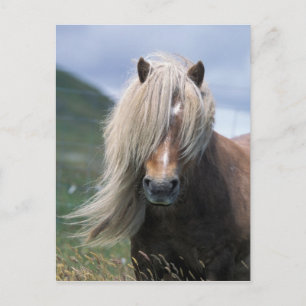 Postal Reino Unido, Escocia, Islas Shetland, pony Shetlan