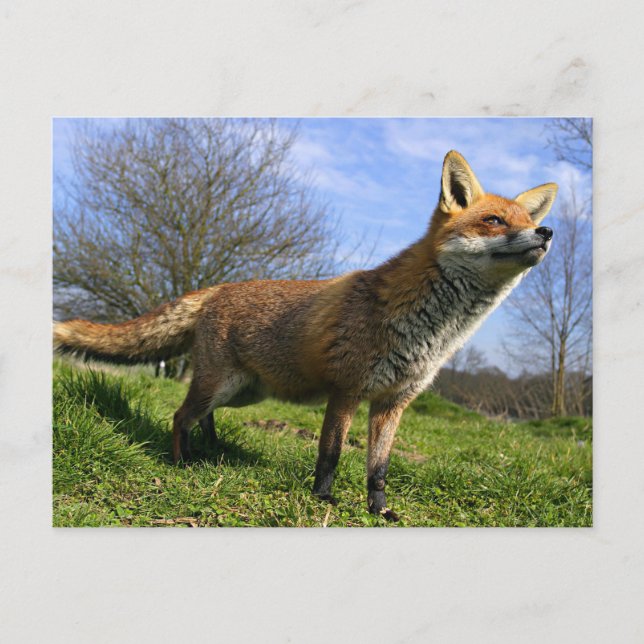 Postal Reino Unido, Inglaterra. Zorro Rojo Vulpes vulpes) (Anverso)