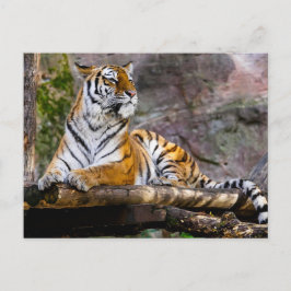 Postal Relajación de tigres