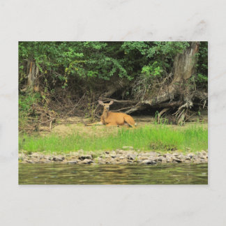 Postal Relajación en el Kettle