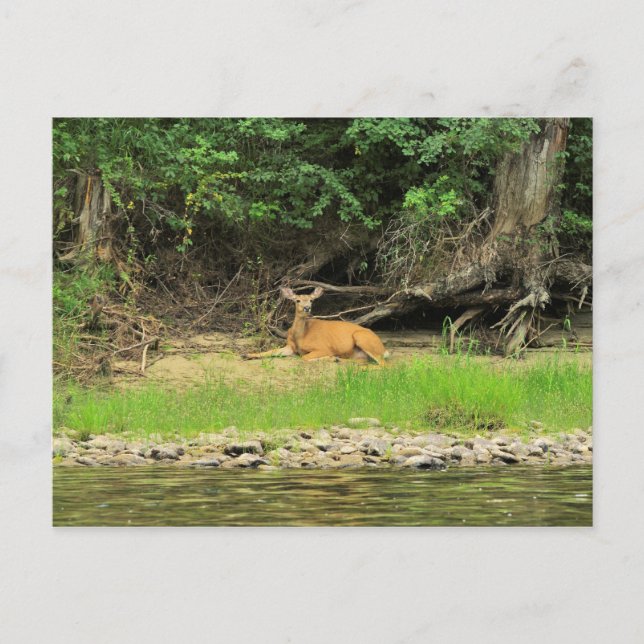 Postal Relajación en el Kettle (Anverso)