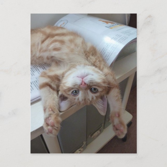 Postal Relajación gitana (Anverso)