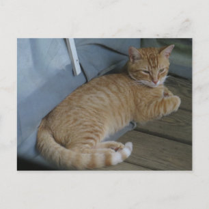 Postal Relajando gato