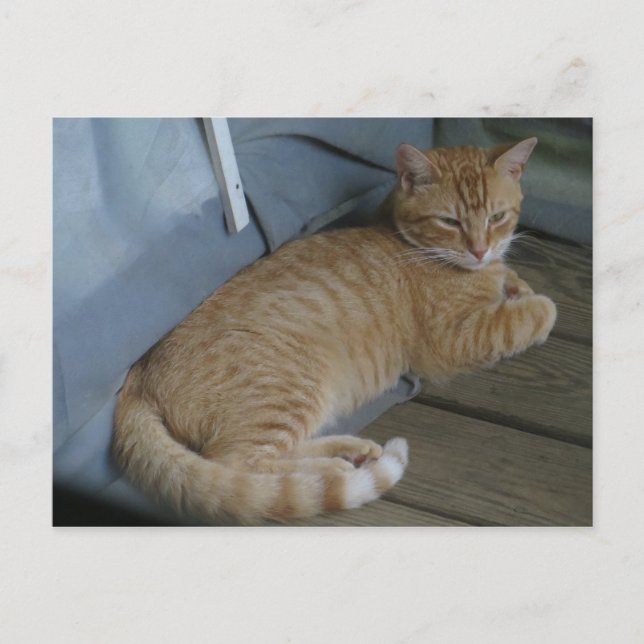 Postal Relajando gato (Anverso)