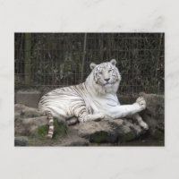 Relajante fotografía de tigres blancos en Bengala