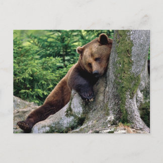 Postal Relajante serie de vida salvaje del oso marrón # 1