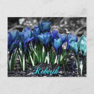 Postal Renacimiento de las flores de Crocus Aqua Blue