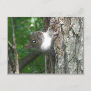 Postal Rentabilidad de la ardilla gris del árbol antiguo