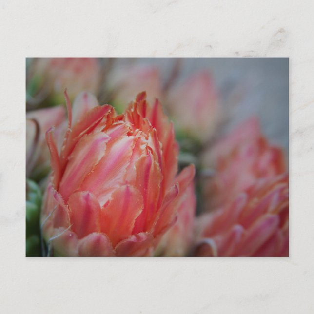 Postal Rentabilidad de los veranos tardíos (Anverso)