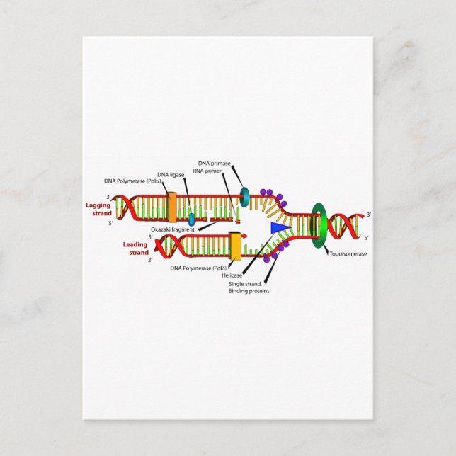 Postal replicación del ADN (Anverso)