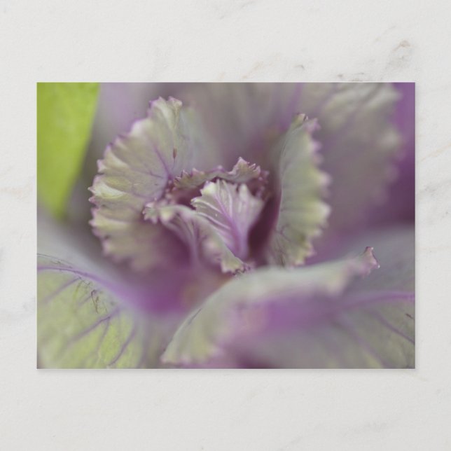 Postal Repollo decorativo (Anverso)