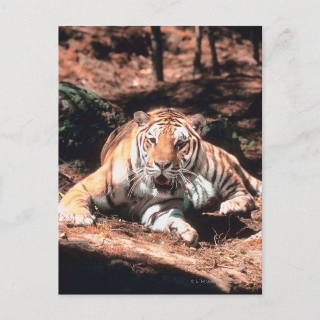 Postal Reposo de tigres (Anverso)