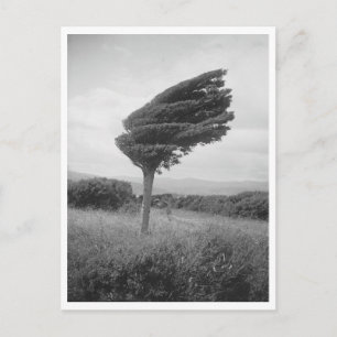 Postal Repr Foto del Árbol Totara de 1920 en Long Point N
