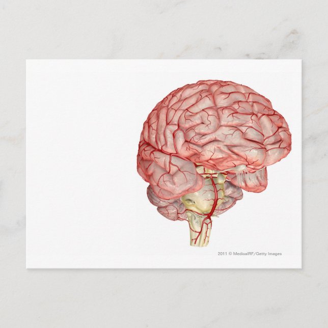 Postal Representación realista del cerebro humano (Anverso)