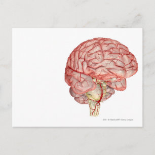 Postal Representación realista del cerebro humano