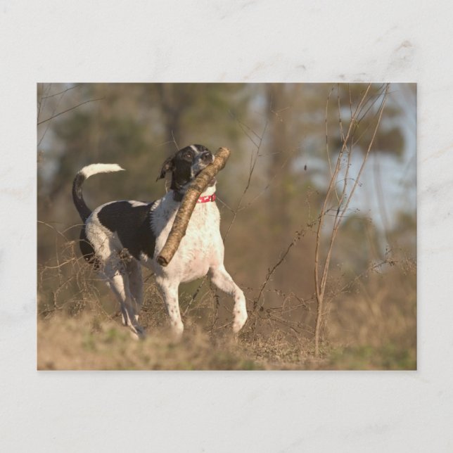 Postal Reproduciendo la captura (Anverso)